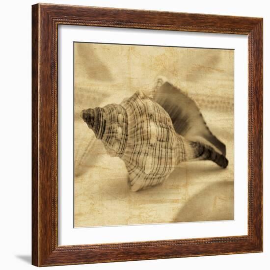 Conch-John Seba-Framed Photo