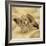 Conch-John Seba-Framed Photo