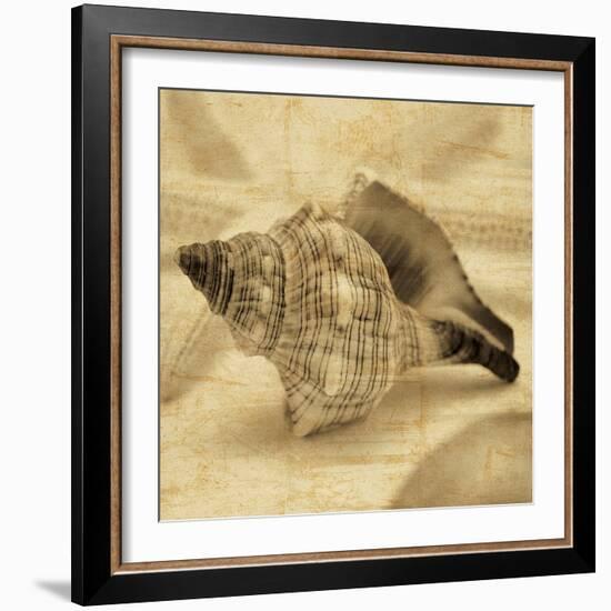 Conch-John Seba-Framed Photo