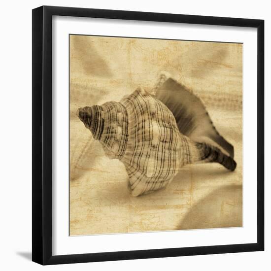 Conch-John Seba-Framed Photo