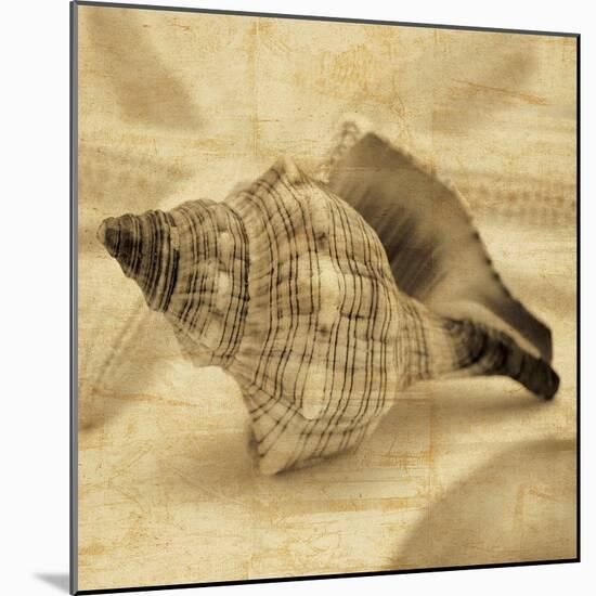 Conch-John Seba-Mounted Photo