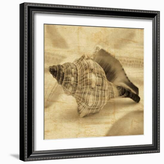 Conch-John Seba-Framed Photo