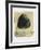 Conche-Alexis Gorodine-Framed Limited Edition