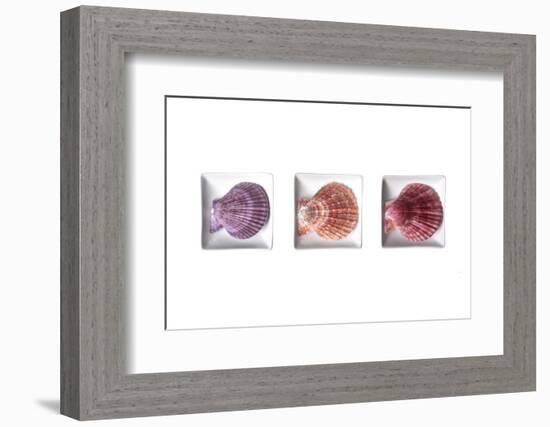 Conches-Uwe Merkel-Framed Photographic Print