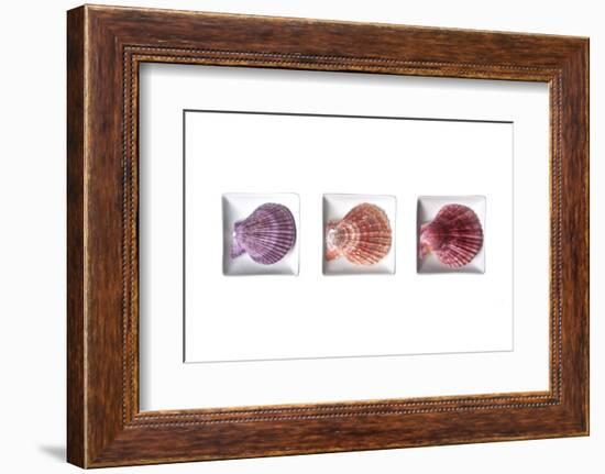 Conches-Uwe Merkel-Framed Photographic Print