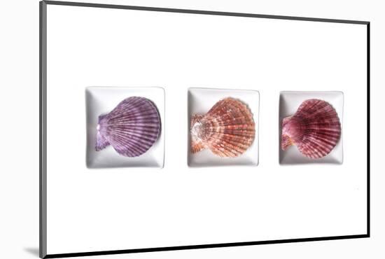 Conches-Uwe Merkel-Mounted Photographic Print