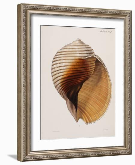 Concholigia Iconica, 1843-1878-null-Framed Giclee Print