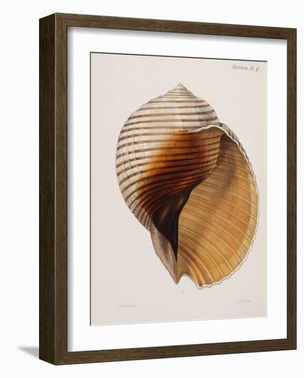 Concholigia Iconica, 1843-1878-null-Framed Giclee Print