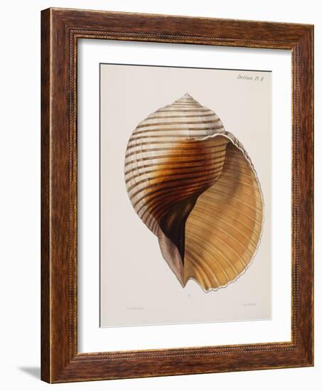 Concholigia Iconica, 1843-1878-null-Framed Giclee Print