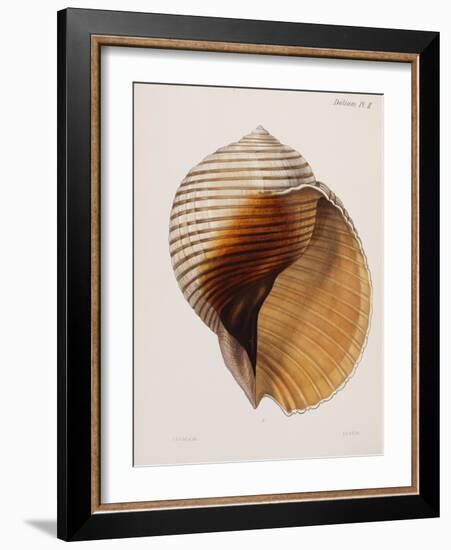 Concholigia Iconica, 1843-1878-null-Framed Giclee Print