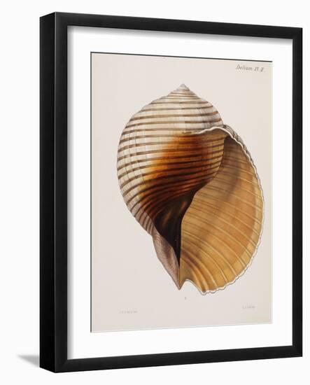 Concholigia Iconica, 1843-1878-null-Framed Giclee Print