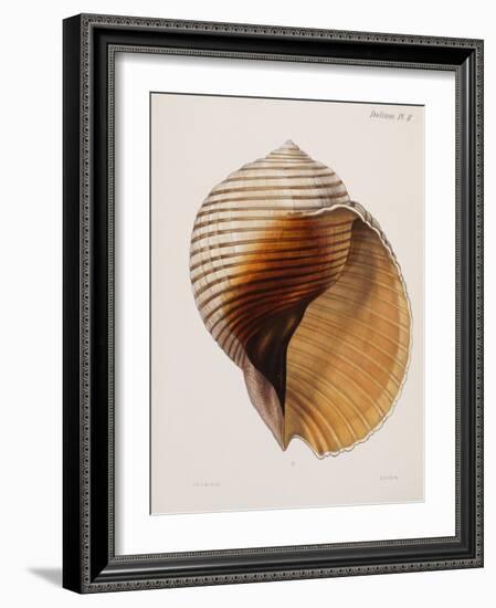 Concholigia Iconica, 1843-1878-null-Framed Giclee Print