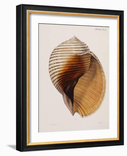 Concholigia Iconica, 1843-1878-null-Framed Giclee Print