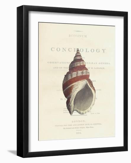 Conchology Buccinum-Porter Design-Framed Giclee Print