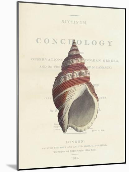 Conchology Buccinum-Porter Design-Mounted Giclee Print