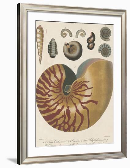 Conchology - Cassius-The Vintage Collection-Framed Art Print