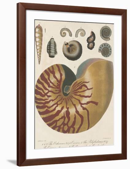 Conchology - Cassius-The Vintage Collection-Framed Art Print