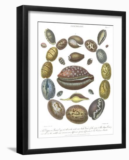 Conchology Collection III-Albertus Seba-Framed Art Print