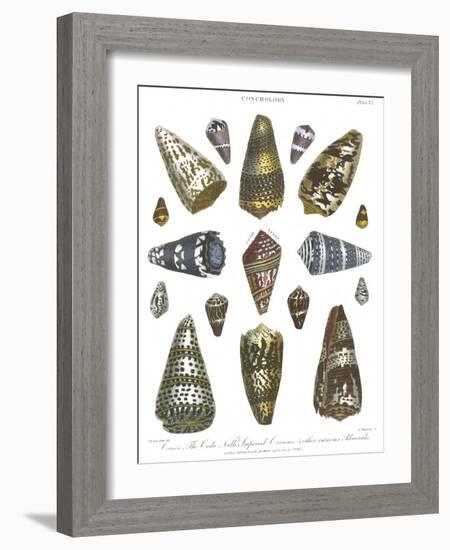 Conchology Collection IV-Albertus Seba-Framed Art Print