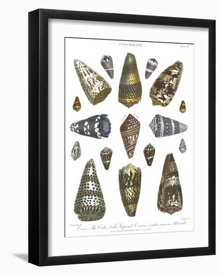 Conchology Collection IV-Albertus Seba-Framed Art Print