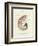 Conchology Nautilus-Porter Design-Framed Giclee Print