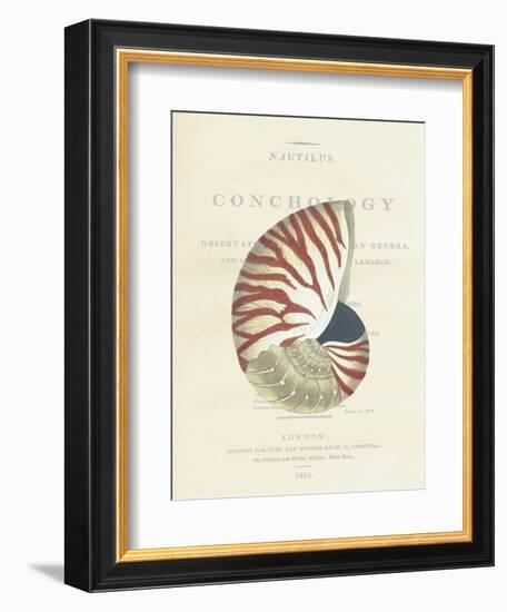 Conchology Nautilus-Porter Design-Framed Giclee Print