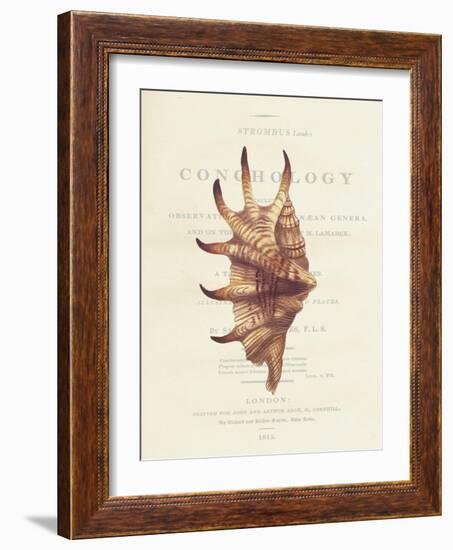 Conchology Strombus Lambis-Porter Design-Framed Giclee Print