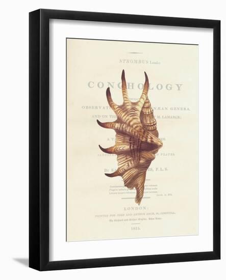 Conchology Strombus Lambis-Porter Design-Framed Giclee Print