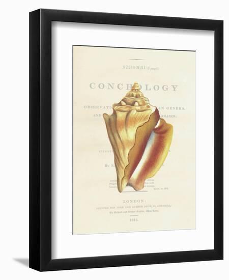 Conchology Strombus Pugilus-Porter Design-Framed Giclee Print