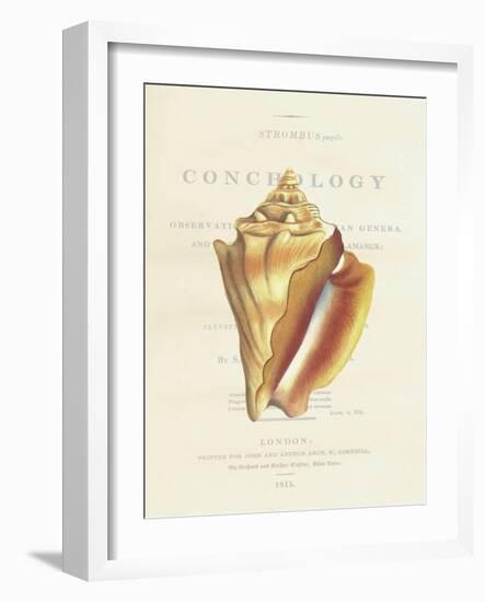 Conchology Strombus Pugilus-Porter Design-Framed Giclee Print