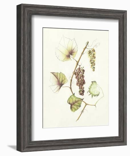 Concord Grapes-Deborah Kopka-Framed Giclee Print