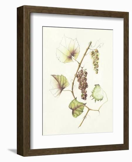 Concord Grapes-Deborah Kopka-Framed Giclee Print