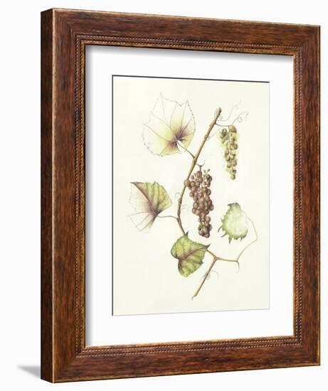 Concord Grapes-Deborah Kopka-Framed Giclee Print