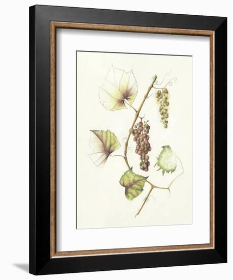 Concord Grapes-Deborah Kopka-Framed Giclee Print