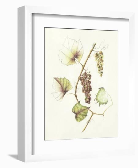 Concord Grapes-Deborah Kopka-Framed Giclee Print