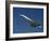 Concorde in Flight-Ian Griffiths-Framed Photographic Print