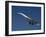 Concorde in Flight-Ian Griffiths-Framed Photographic Print