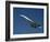 Concorde in Flight-Ian Griffiths-Framed Photographic Print