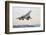 Concorde Supersonic Airliner Landing at Airport-null-Framed Photographic Print