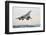 Concorde Supersonic Airliner Landing at Airport-null-Framed Photographic Print