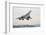 Concorde Supersonic Airliner Landing at Airport-null-Framed Photographic Print