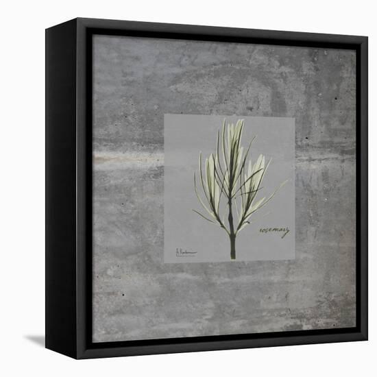 Concrete Rosemary-Albert Koetsier-Framed Stretched Canvas