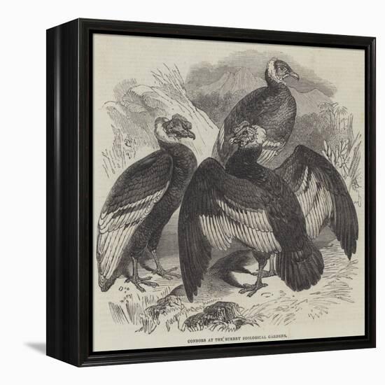 Condors at the Surrey Zoological Gardens-null-Framed Premier Image Canvas