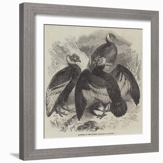 Condors at the Surrey Zoological Gardens-null-Framed Giclee Print