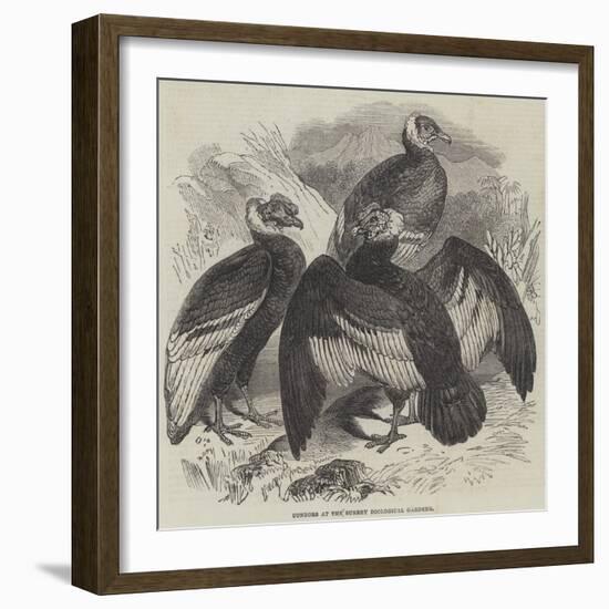 Condors at the Surrey Zoological Gardens-null-Framed Giclee Print