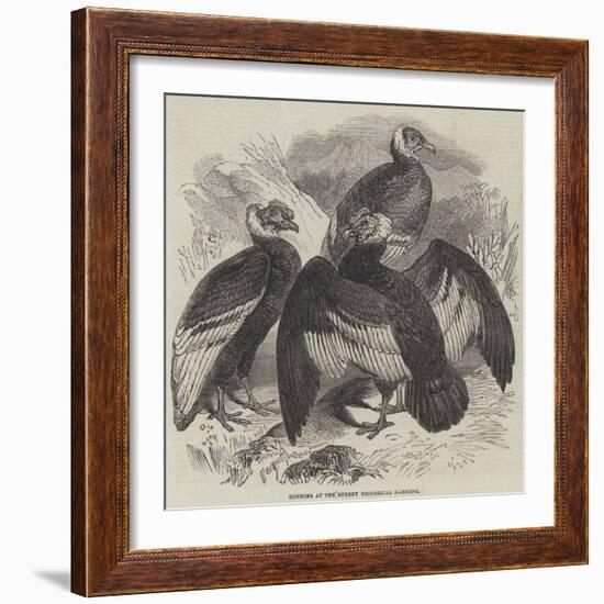 Condors at the Surrey Zoological Gardens-null-Framed Giclee Print