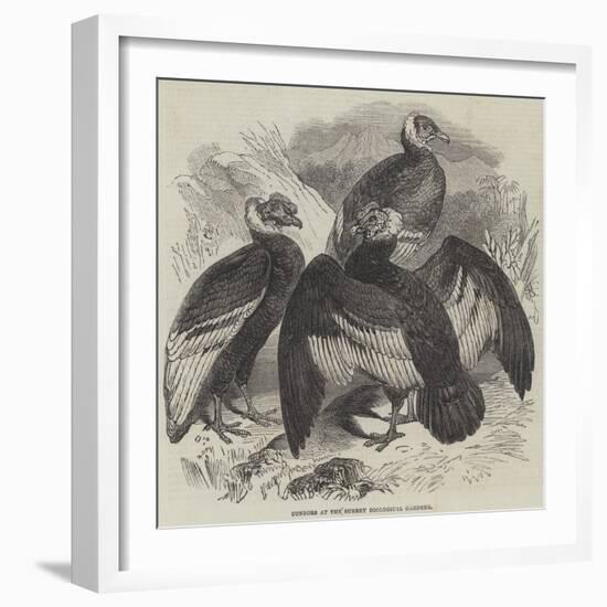 Condors at the Surrey Zoological Gardens-null-Framed Giclee Print