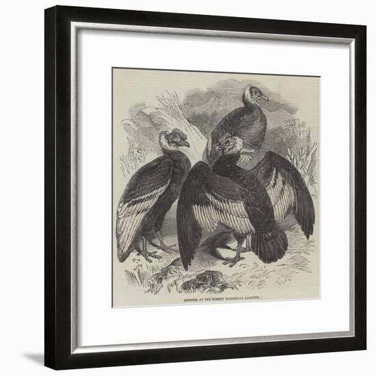 Condors at the Surrey Zoological Gardens-null-Framed Giclee Print