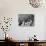 Conductor Bruno Walter Standing at Podium Conducting the Berlin Philharmonic During Performance-Alfred Eisenstaedt-Premium Photographic Print displayed on a wall