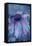 Cone Flower, Blue, Blue Flower, Echinacea-Scott J. Davis-Framed Premier Image Canvas